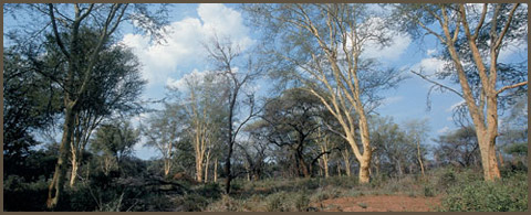limpopo