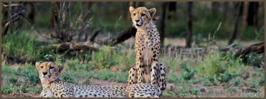 Kruger Park